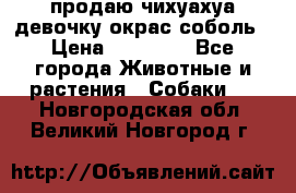 продаю чихуахуа девочку,окрас соболь › Цена ­ 25 000 - Все города Животные и растения » Собаки   . Новгородская обл.,Великий Новгород г.